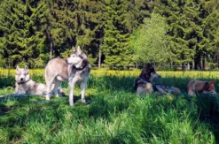 Husky Sommercamp mit Outdoor-Übernachtung Raum Ulm für 2