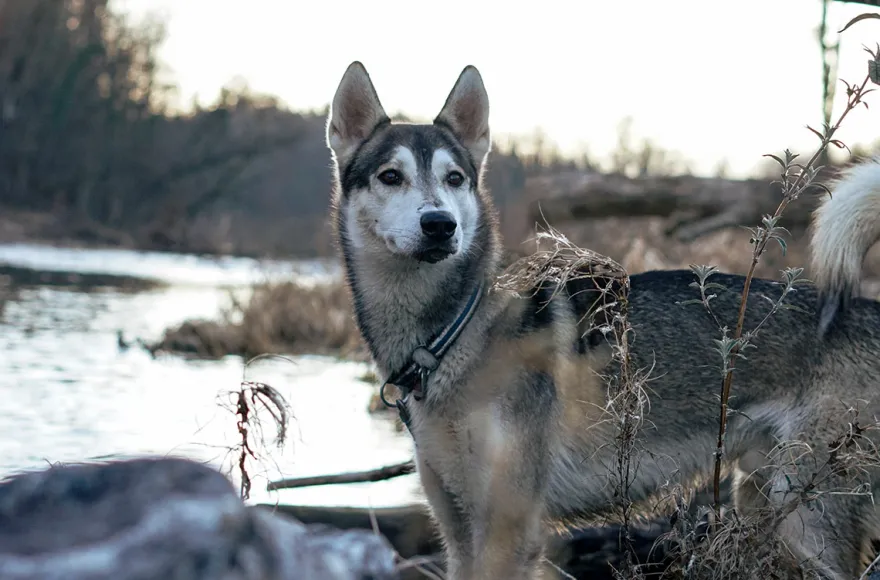 Husky Tagesausflug Bettmaringen