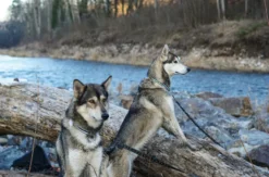 Husky Tagesausflug Bettmaringen