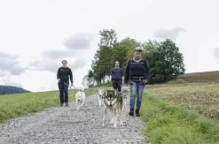 Husky Tagesausflug Bettmaringen