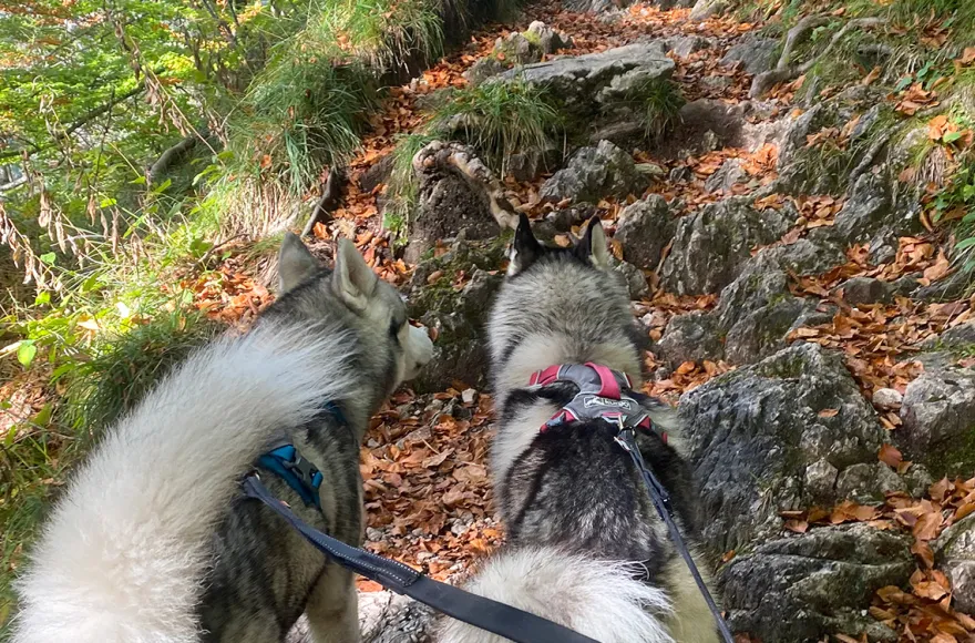 Husky Tour Neuschwanstein
