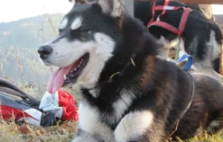 Husky-Trekking Bad Herrenalb