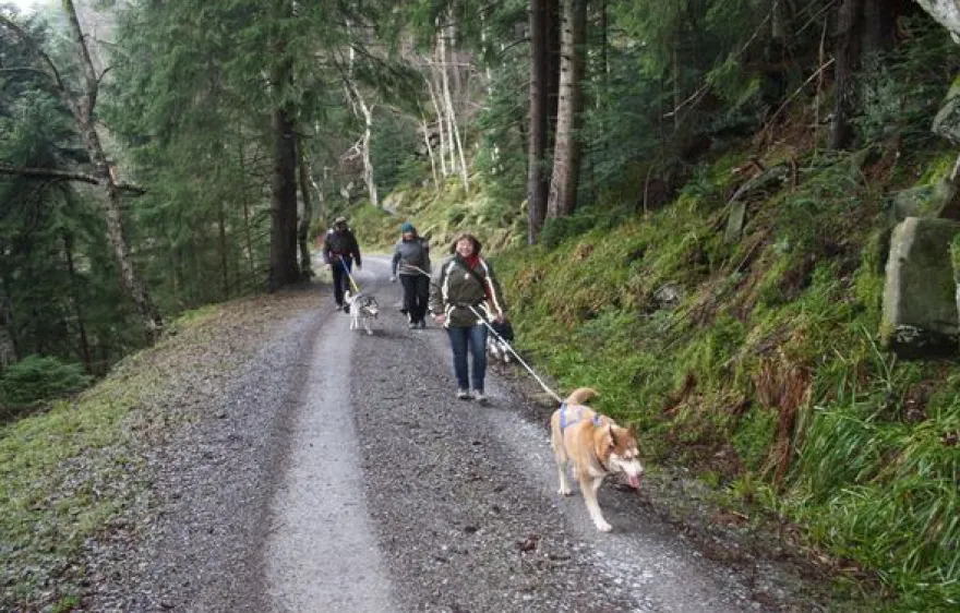Husky-Trekking Bad Herrenalb