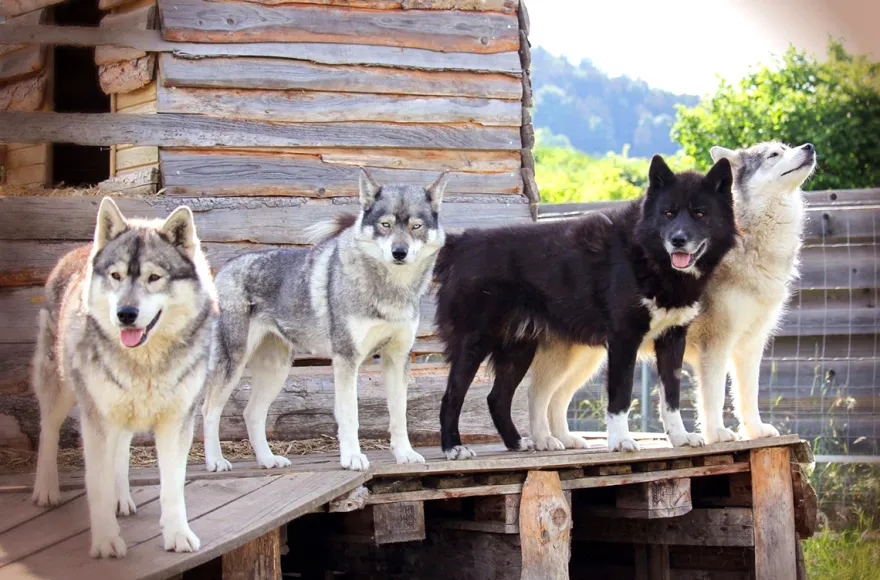 Husky Trekking Dietfurt a.d. Altmühl