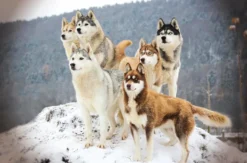 Husky Trekking Dietfurt a.d. Altmühl