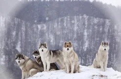 Husky Trekking Dietfurt a.d. Altmühl