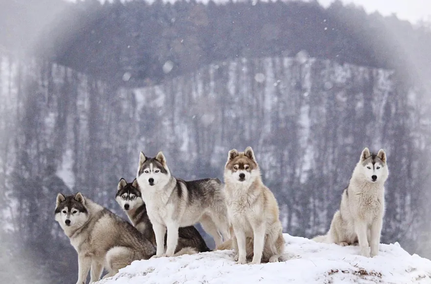 Husky Trekking Dietfurt a.d. Altmühl