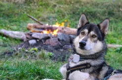 Husky-Trekking im Schwarzwald