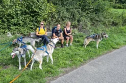 Husky-Trekking im Schwarzwald