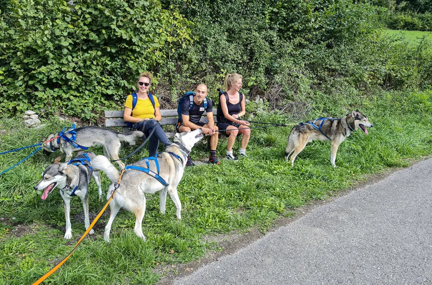 Husky-Trekking im Schwarzwald