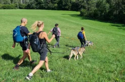 Husky-Trekking im Schwarzwald