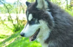 Husky Trekking Kollnburg