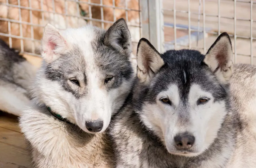 Husky-Trekking Mödingen