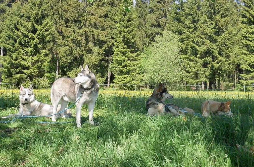 Husky-Trekking Mödingen