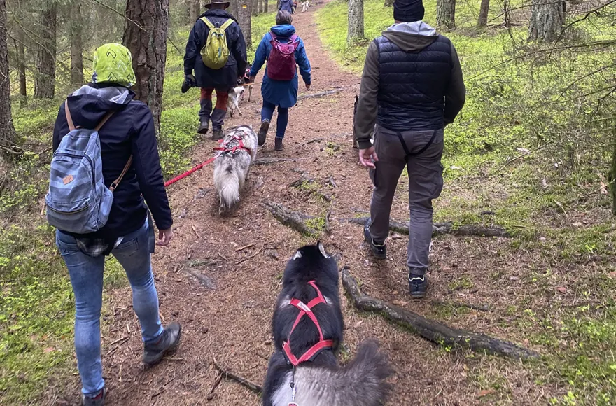 Husky Trekking Neumarkt in der Oberpfalz