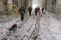 Husky Trekking Neumarkt in der Oberpfalz