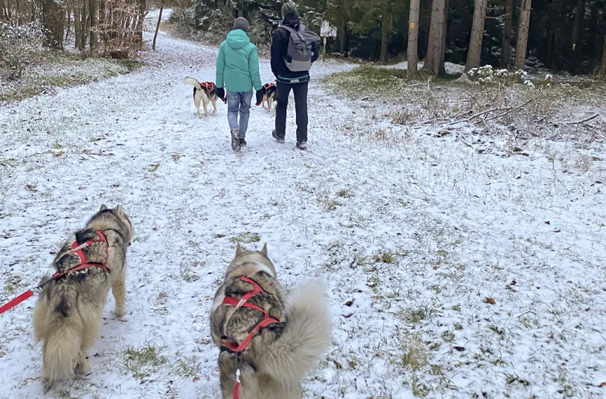 Husky Trekking Neumarkt in der Oberpfalz
