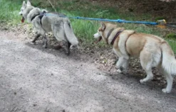 Husky Trekking Thanstein