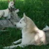Husky Trekking Werder