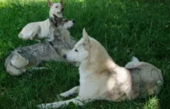 Husky Trekking Werder
