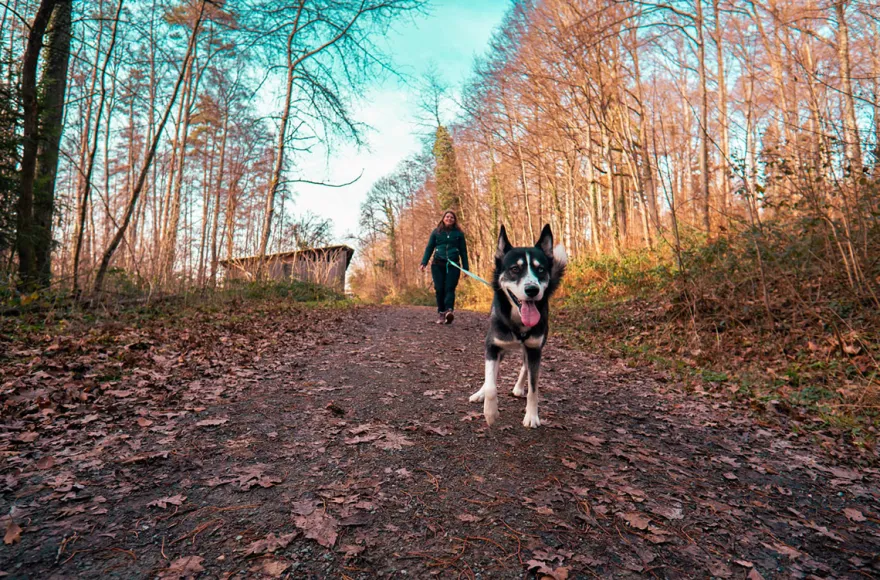 Husky Wanderung Althütte