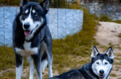 Husky Wanderung Althütte