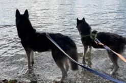 Husky Wanderung Eggenstein-Leopoldshafen