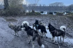 Husky Wanderung Eggenstein-Leopoldshafen