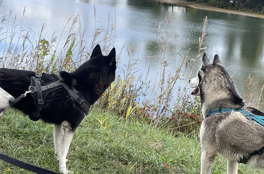 Husky Wanderung Eggenstein-Leopoldshafen