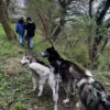 Husky Wanderung Eggenstein-Leopoldshafen