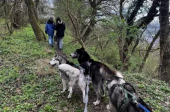 Husky Wanderung Eggenstein-Leopoldshafen