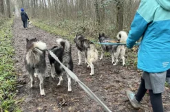 Husky Wanderung Eggenstein-Leopoldshafen