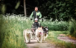 Husky Wanderung Fürstenberg / Havel