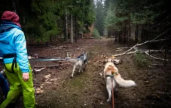 Husky Wanderung Fürstenberg / Havel