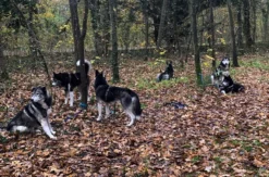 Husky Wanderung Karlsruhe