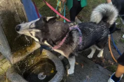 Husky Wanderung Karlsruhe