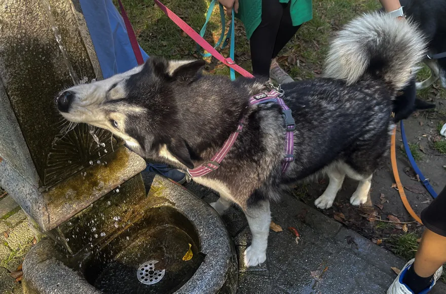Husky Wanderung Karlsruhe