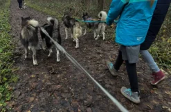 Husky Wanderung Karlsruhe