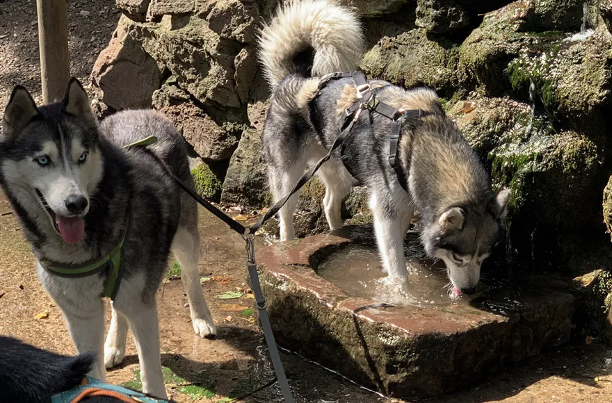 Husky Wanderung Karlsruhe