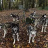 Husky Wanderung Karlsruhe