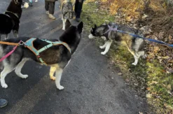 Husky Wanderung Karlsruhe