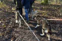Husky Wanderung Karlsruhe