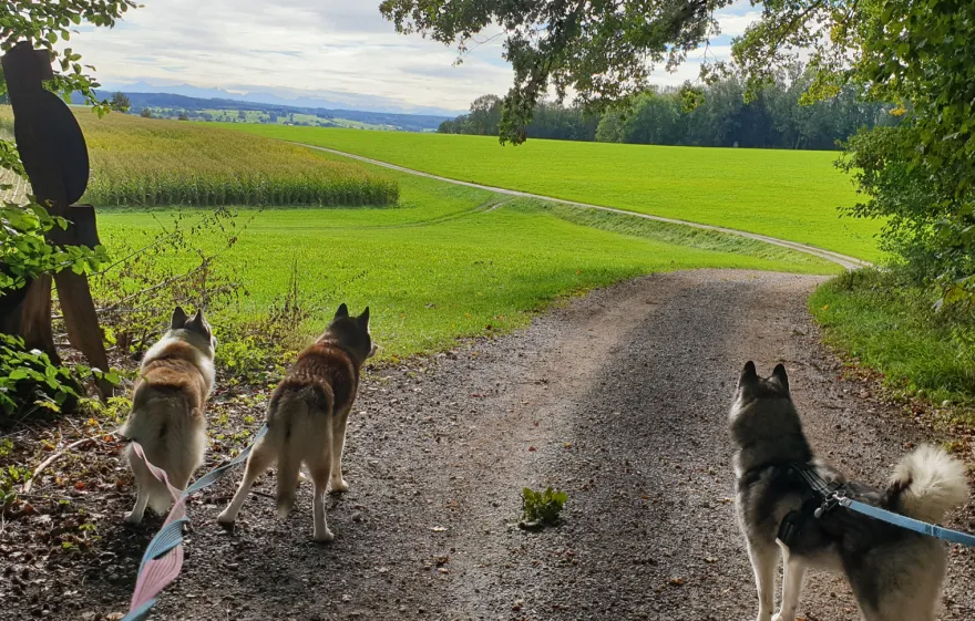 Husky Wanderung Wiedergeltingen