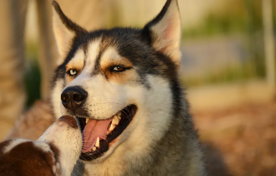Husky Wanderung Wiedergeltingen