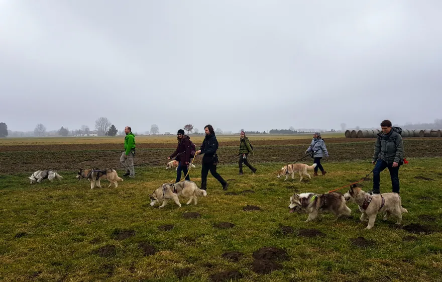 Husky Wanderung Wiedergeltingen