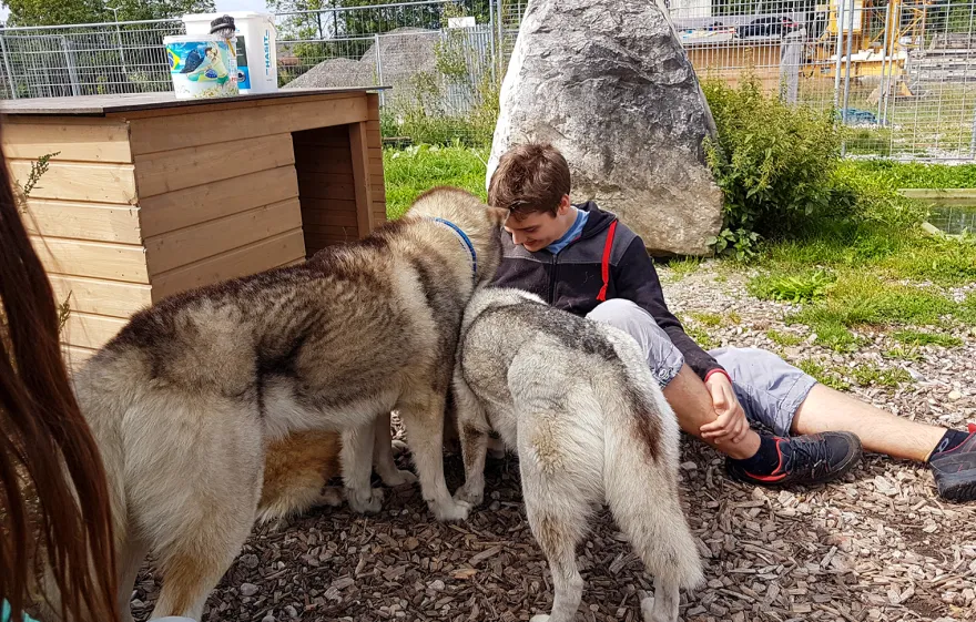 Husky Wanderung Wiedergeltingen