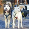 Husky Workshop