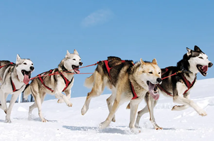 Husky Workshop
