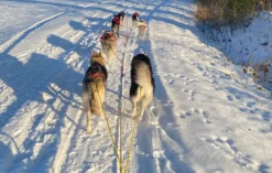Husky Workshop Neumarkt i.d.OPf.