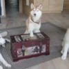 Husky Workshop Thanstein